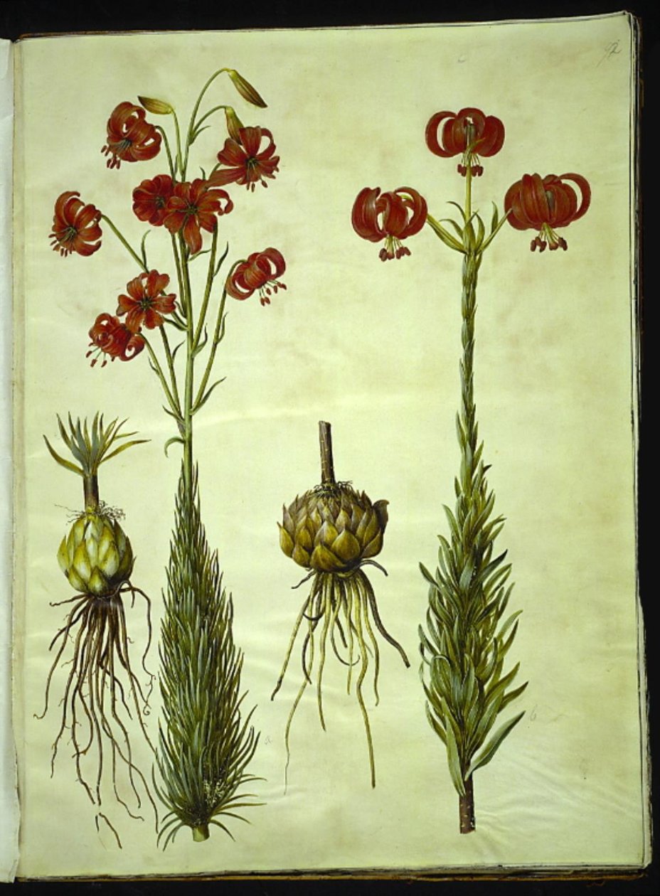 Lírio de calcedônia (rød turbanlilje) de Hans Simon Holtzbecker