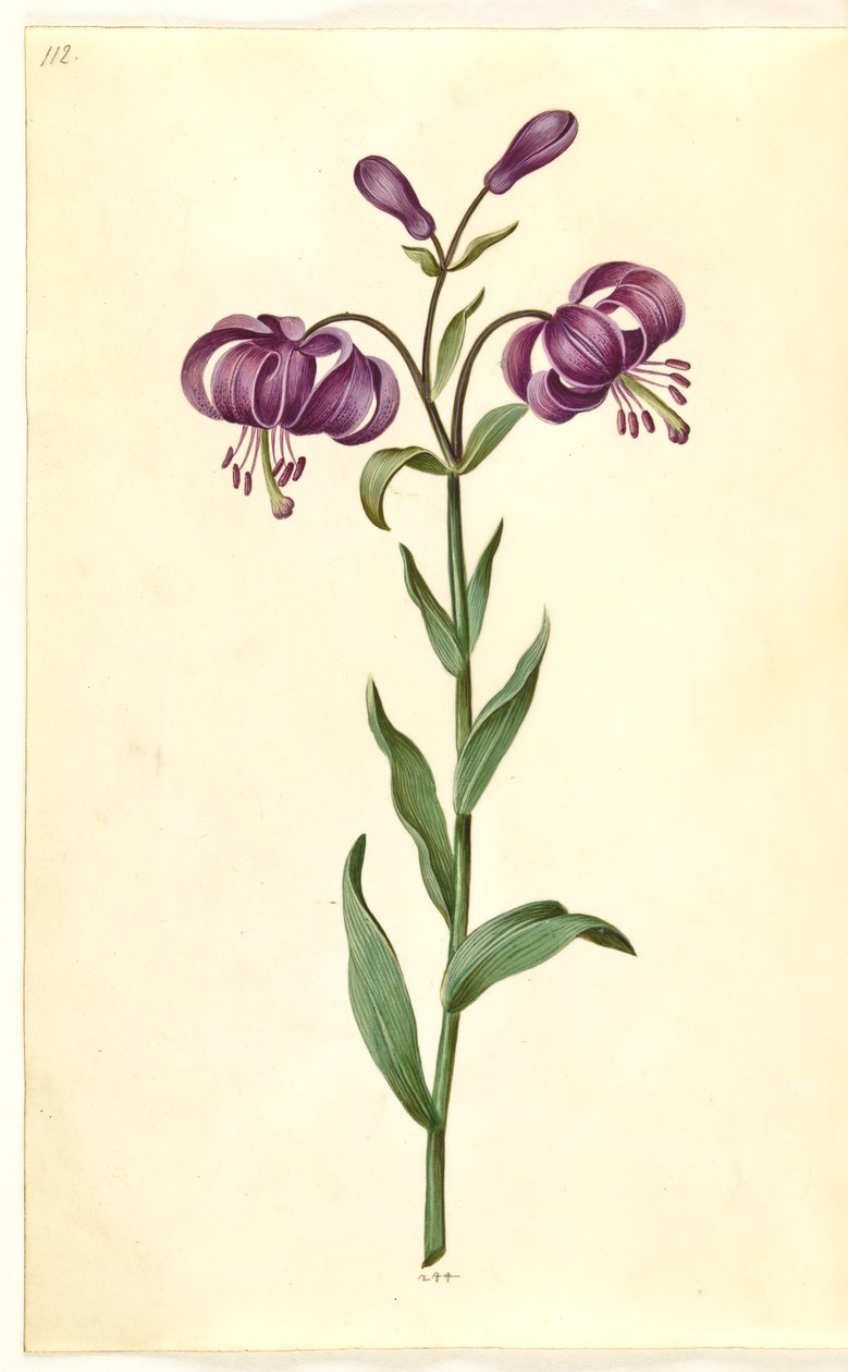 Lilium martagon (lírio de grinalda) de Hans Simon Holtzbecker