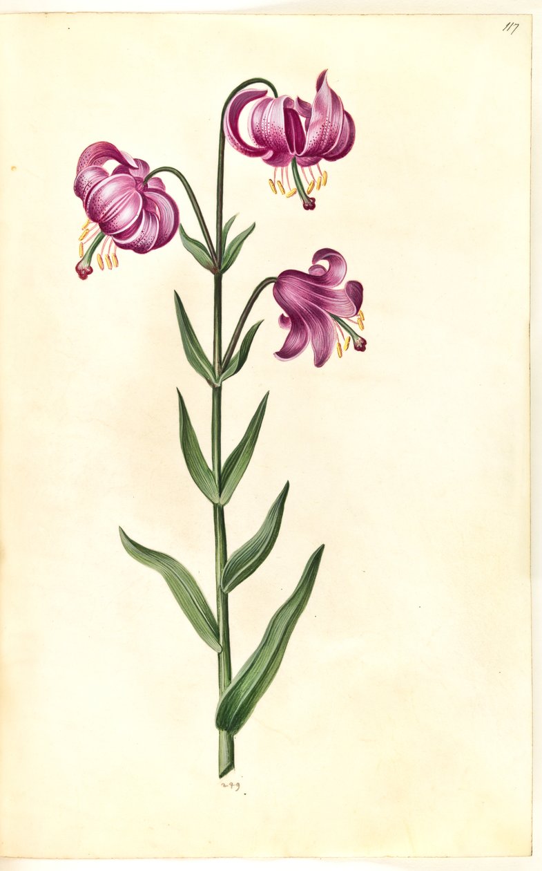 Lilium martagon (lírio de grinalda) de Hans Simon Holtzbecker