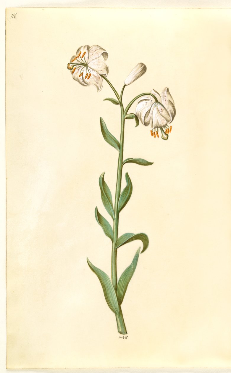 Lilium martagon (lírio de grinalda) de Hans Simon Holtzbecker