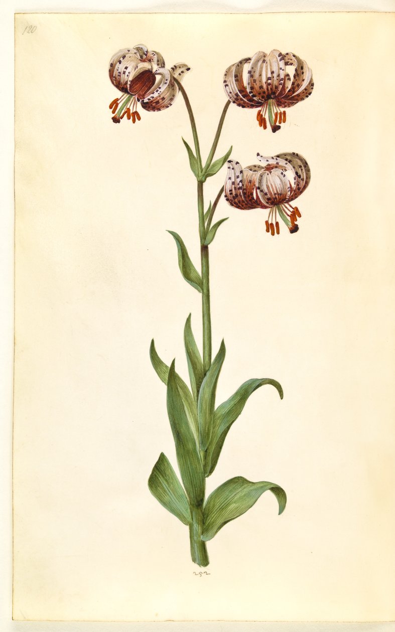 Lilium martagon (lírio de grinalda) de Hans Simon Holtzbecker