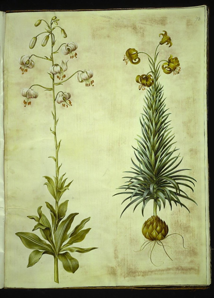 Lilium martagon (lírio de grinalda); Lilium pyrenaicum (lírio dos Pirenéus) de Hans Simon Holtzbecker