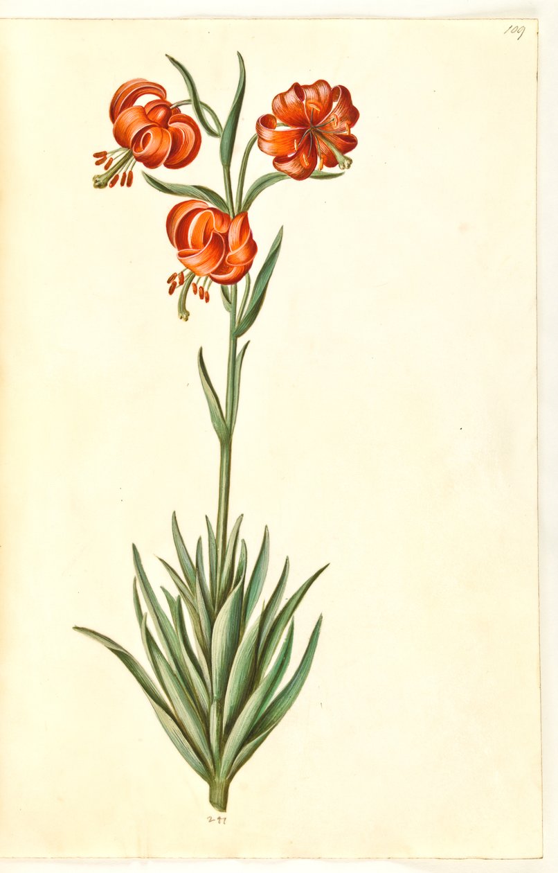 Lírio Pompon (pompon-lilje) de Hans Simon Holtzbecker