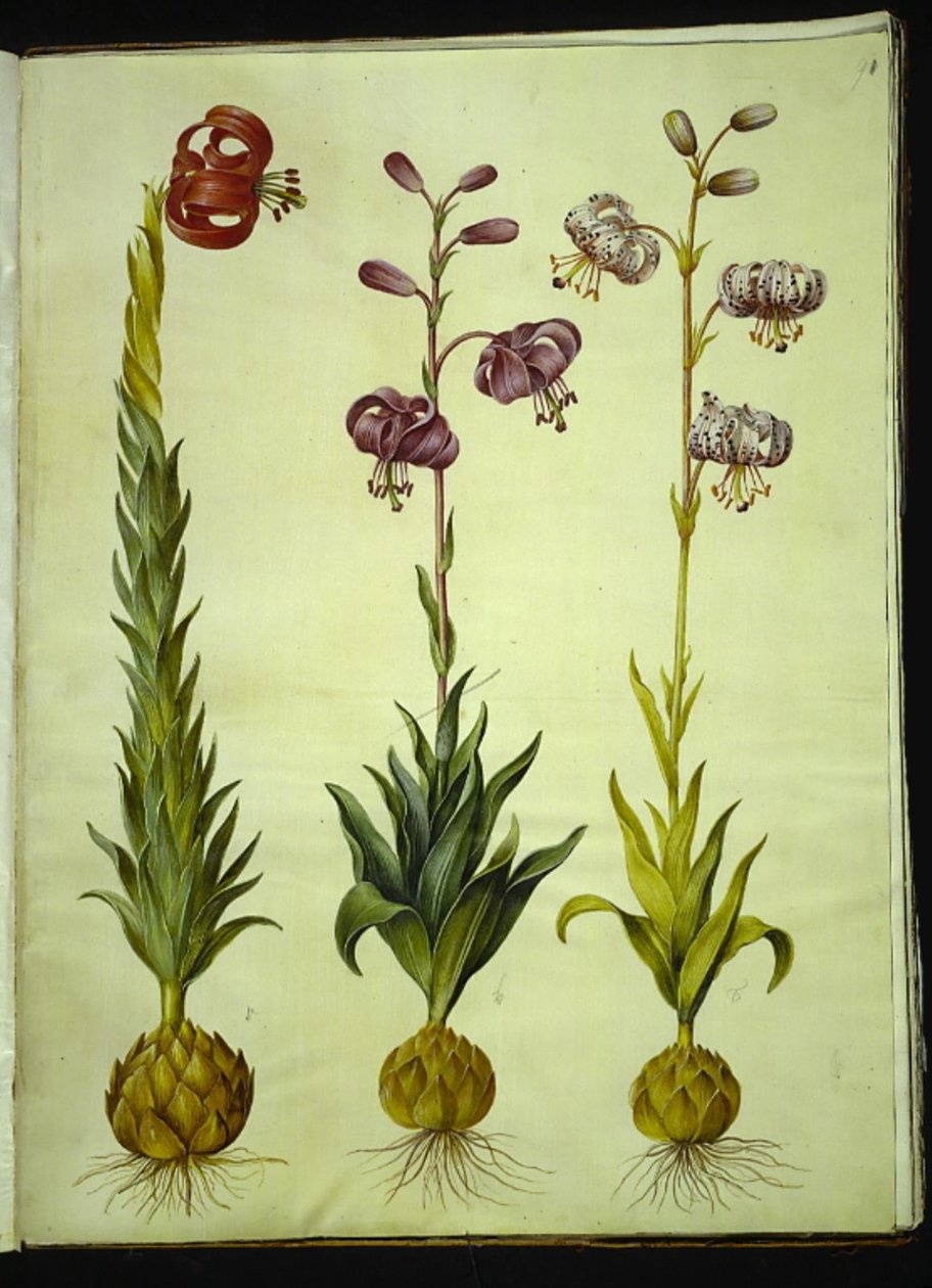 Lírio pompônio (pompon-lilje); Lírio Martagon (krans-lilje) de Hans Simon Holtzbecker