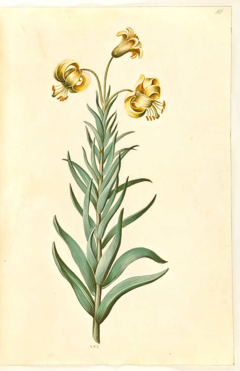 Lilium pyrenaicum (lírio dos Pirenéus) de Hans Simon Holtzbecker