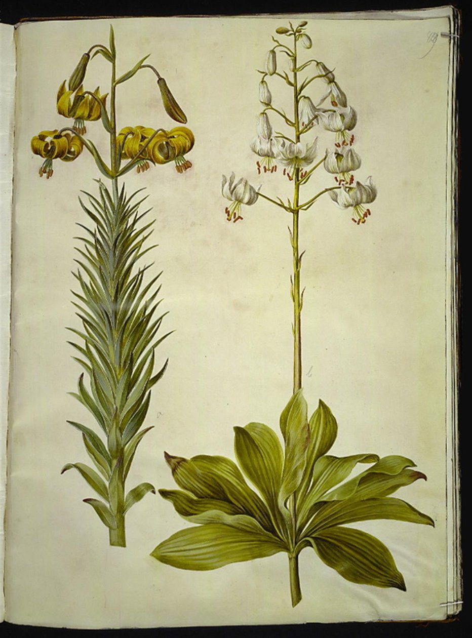 Lilium pyrenaicum (lírio dos Pirenéus); Lilium martagon (lírio de grinalda) de Hans Simon Holtzbecker