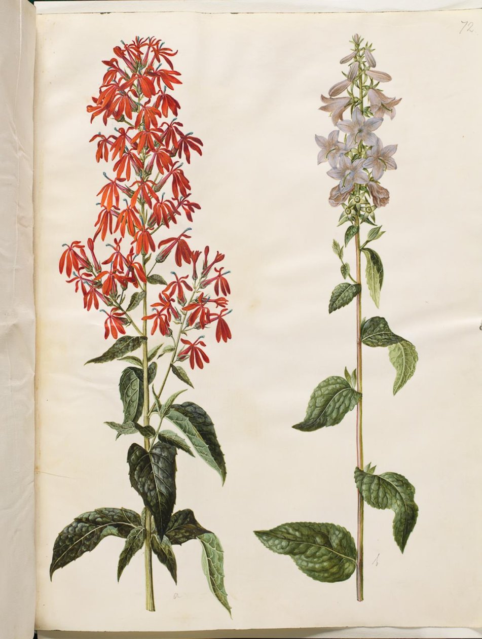 Lobelia cardinalis (lobélia cardinal); Campanula latifolia (sino de folhas largas) de Hans Simon Holtzbecker