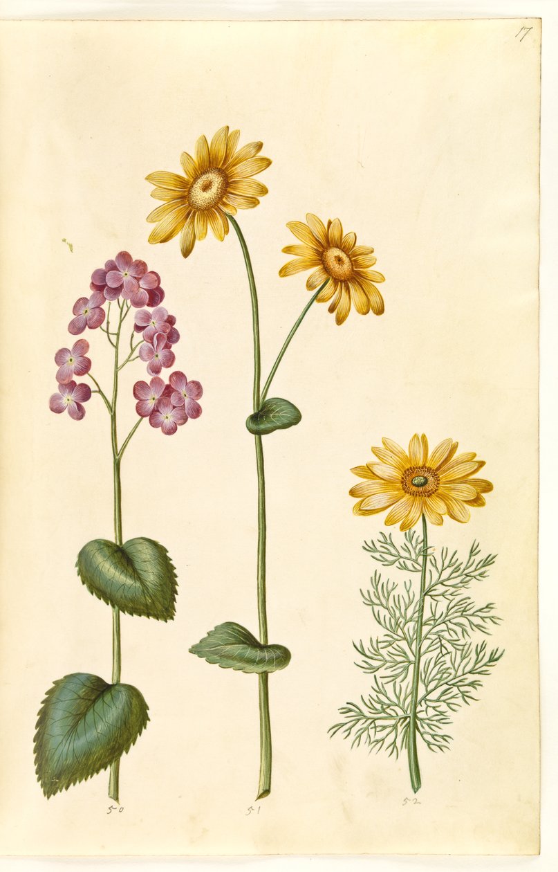 Anuários lunares (judaspenge); Doronicum pardalianches (hjertebladet gemserod); Vernal Adonis (vår-adonis) de Hans Simon Holtzbecker
