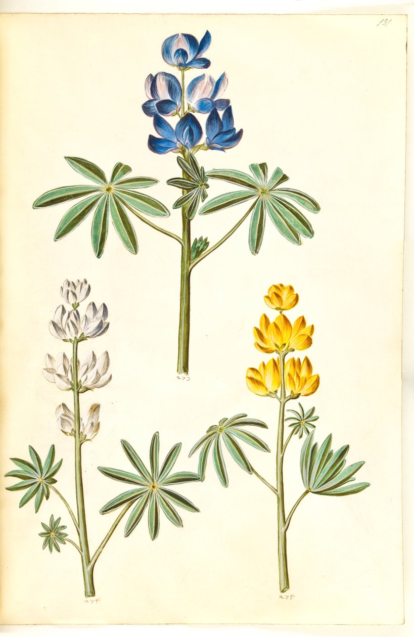Lobo peludo (blå tremoço); tremoço branco (tremoço hvid); tremoço amarelo (gul tremoço) de Hans Simon Holtzbecker