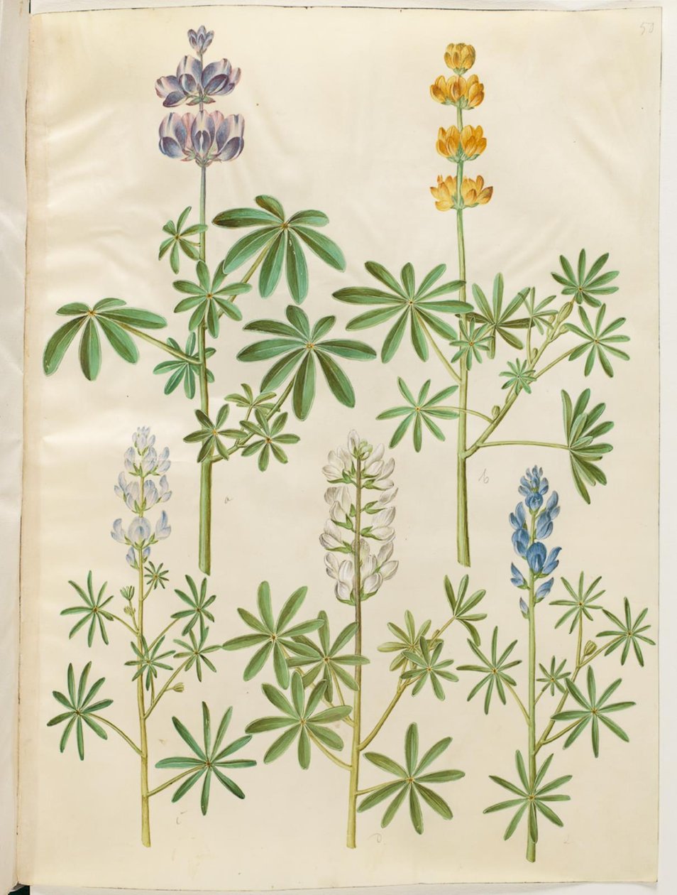 Lobo peludo (blå tremoço); tremoço amarelo (gul tremoço); Lupinus narrowfolius (tremoço de lâmina pequena); tremoço branco (hvid tremoço) de Hans Simon Holtzbecker