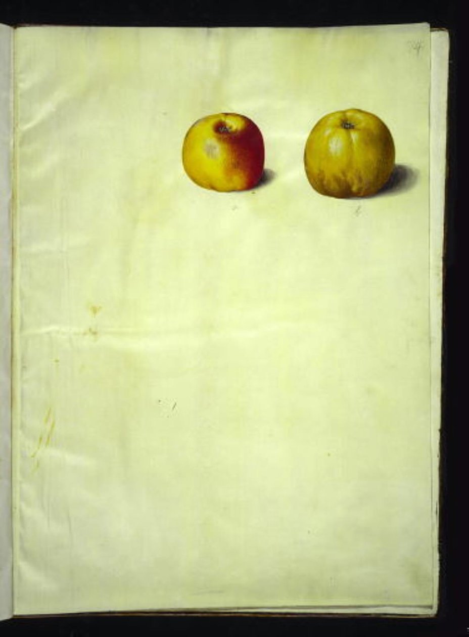 Malus domestica (maçã comum) de Hans Simon Holtzbecker