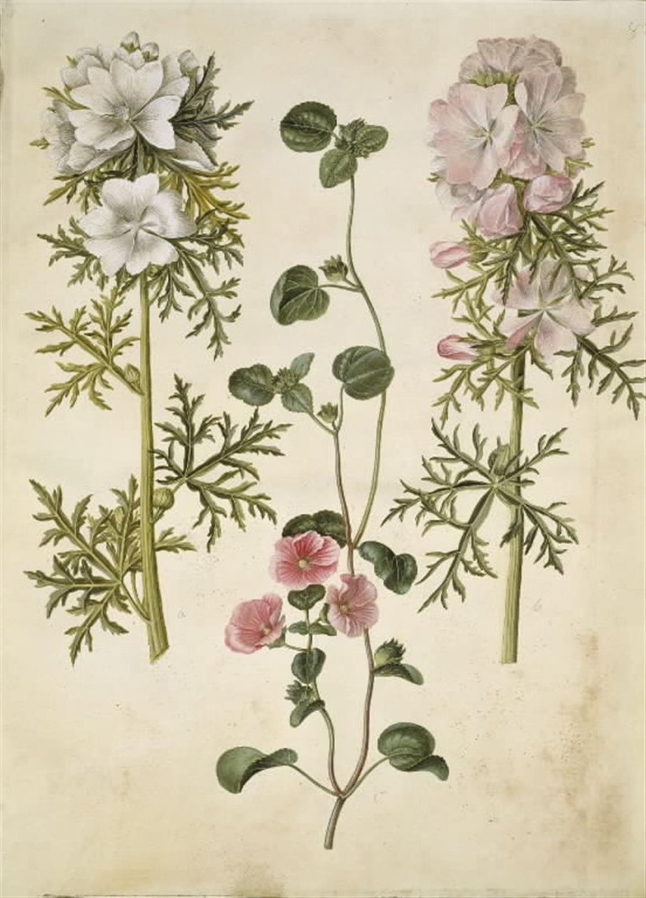 Malva moschata (dossel de almíscar); Malva ou Malope (arte af katost ou mallope) de Hans Simon Holtzbecker