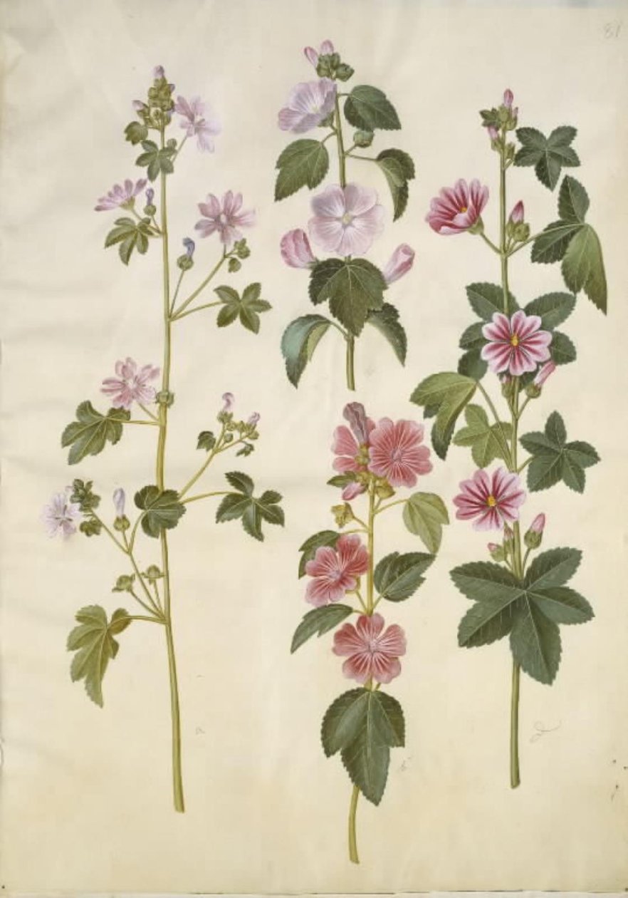 Malva sylvestris (queijo de gato comum); Lavatera thuringiaca (rosa de álamo alemão) de Hans Simon Holtzbecker