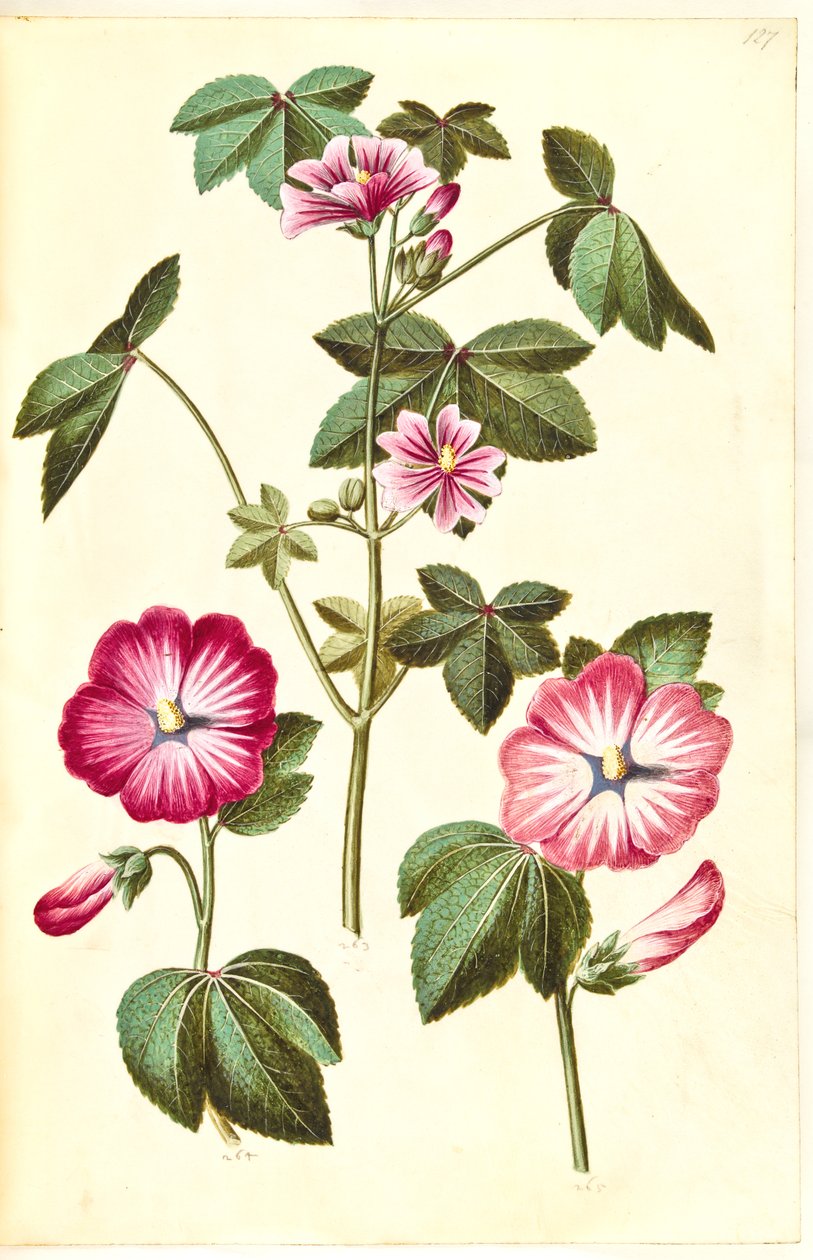 Malva sylvestris (queijo de gato comum); Lavatera trimestris (verme mameluco) de Hans Simon Holtzbecker