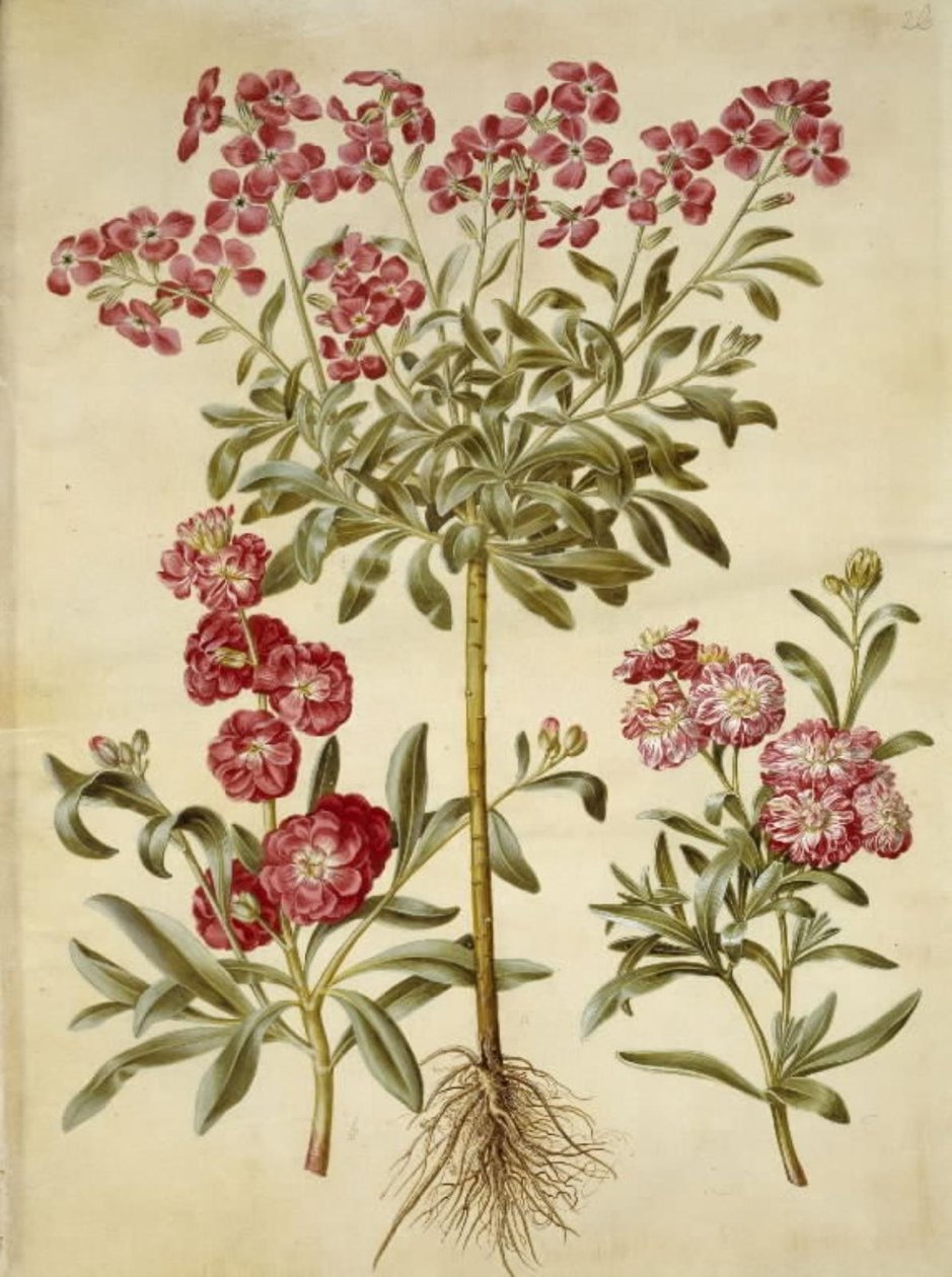 Matthiola incana (vinter-levkøj) de Hans Simon Holtzbecker