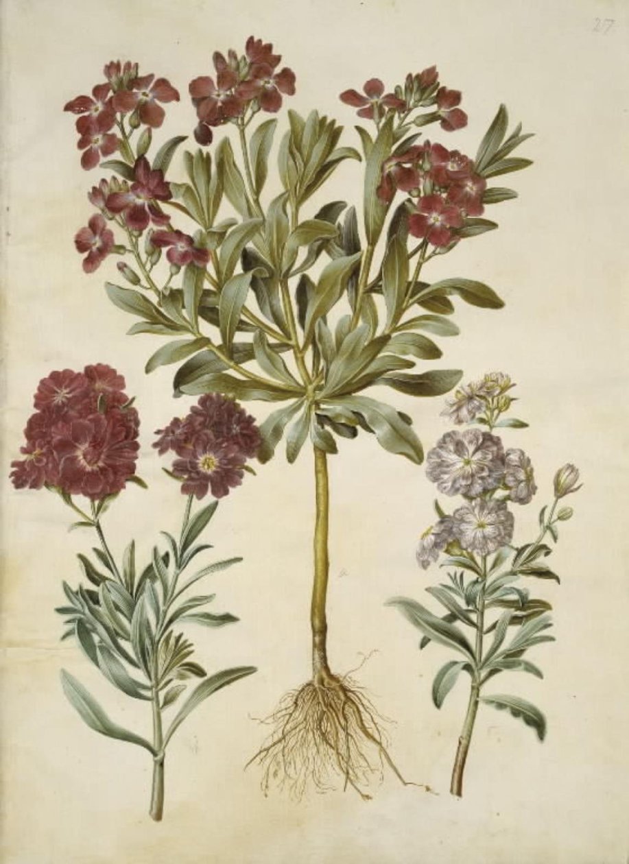 Matthiola incana (vinter-levkøj) de Hans Simon Holtzbecker