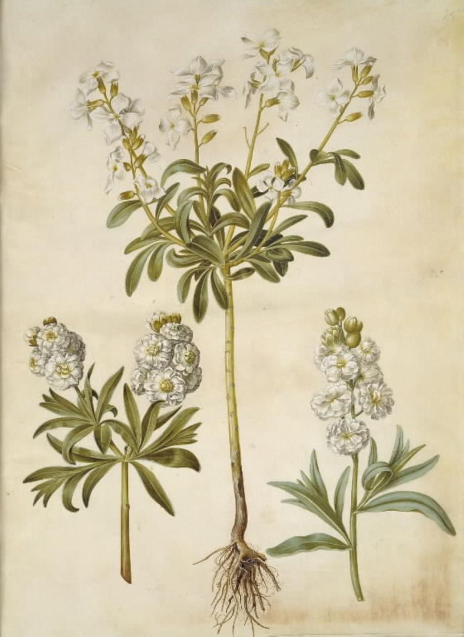 Matthiola incana (vinter-levkøj) de Hans Simon Holtzbecker