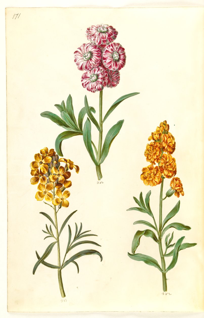 Matthiola incana (pássaro de inverno); Erysimum cheiri (douração) de Hans Simon Holtzbecker