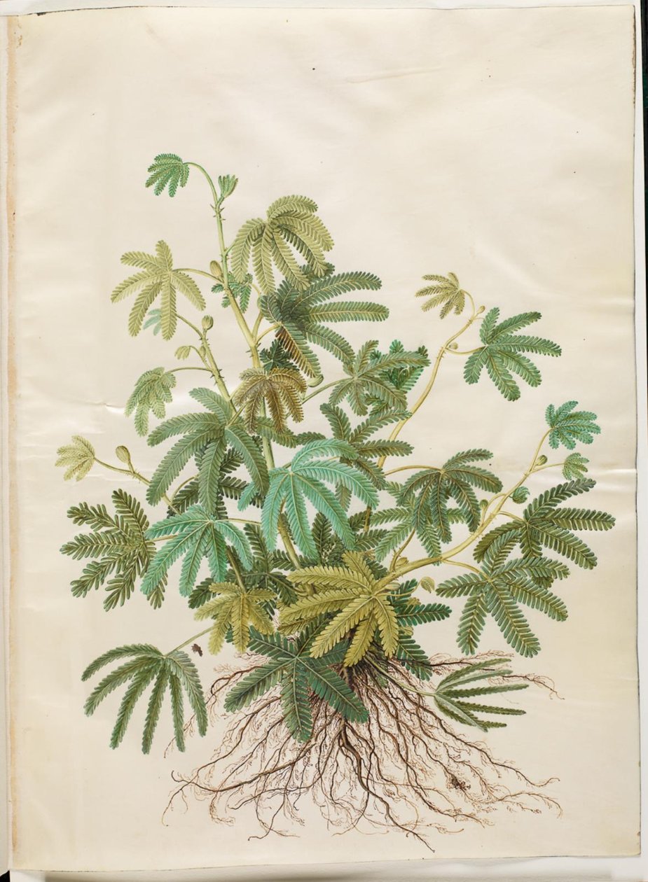 Mimosa polydactyla (mangefingret mimose) de Hans Simon Holtzbecker