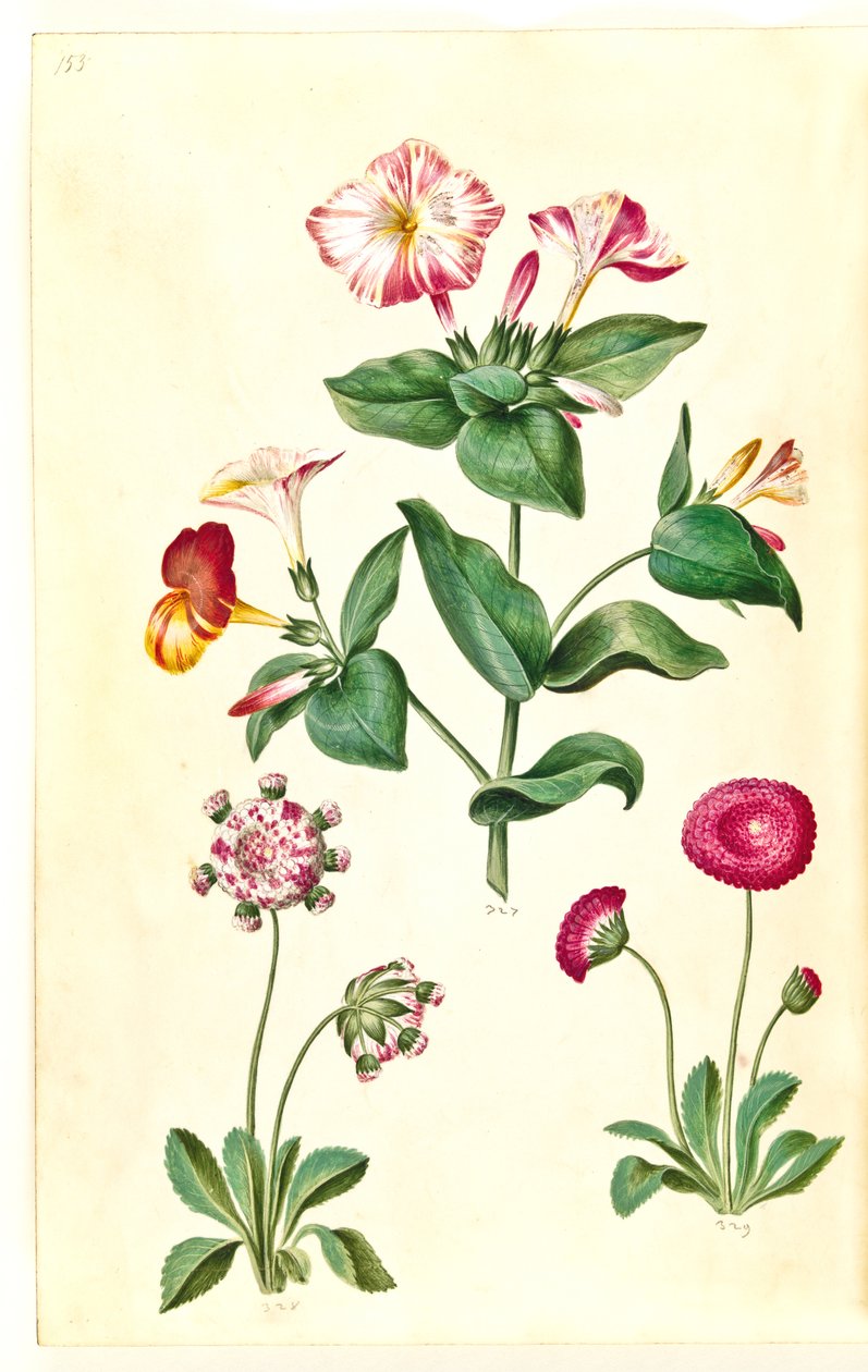 Mirabilis jalapa (flor milagrosa); Bellis perennis (margarida comum) de Hans Simon Holtzbecker