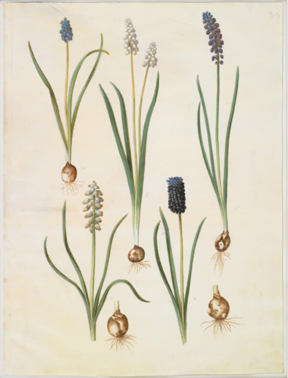 Muscari botryoides (almindelig perlehyacint); Muscari racemosum (muskat-perlehyacint); Muscari negligenciado de Hans Simon Holtzbecker