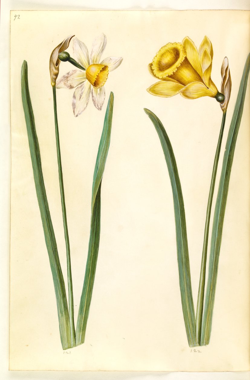 Narciso ×incomparabilis (jardim narciso); Narciso pseudonarciso (narciso) de Hans Simon Holtzbecker