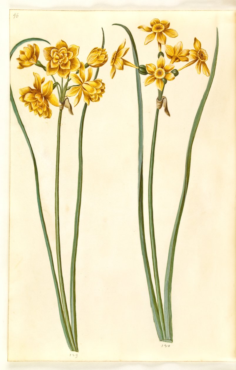 Narciso jonquilla (siv-narcis) de Hans Simon Holtzbecker