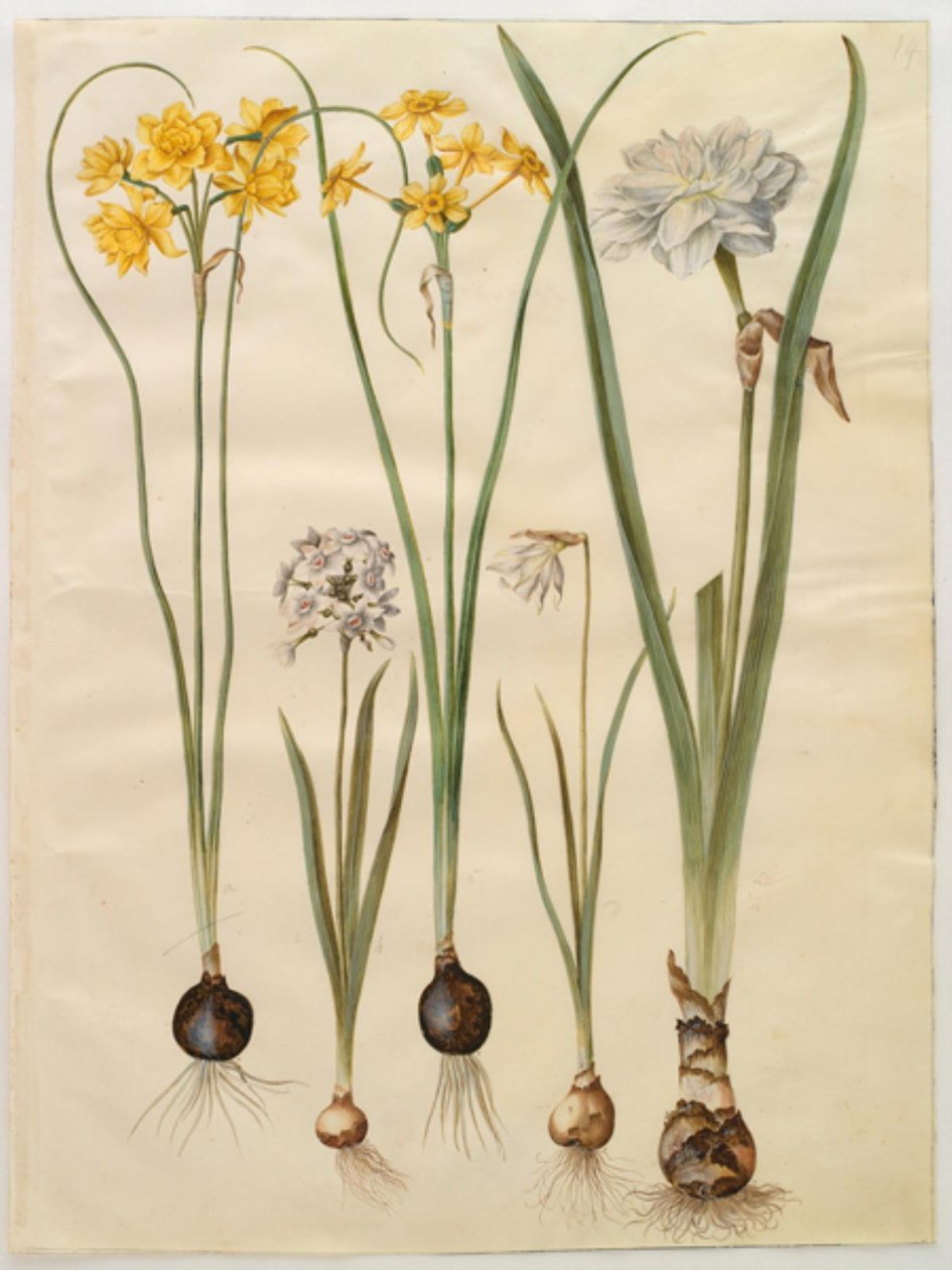 Narciso jonquilla (siv-narcis); Narciso tazetta (tazet); Narciso pseudonarcissus moschatus (musk-narciso); narciso poético (pinselilje) de Hans Simon Holtzbecker