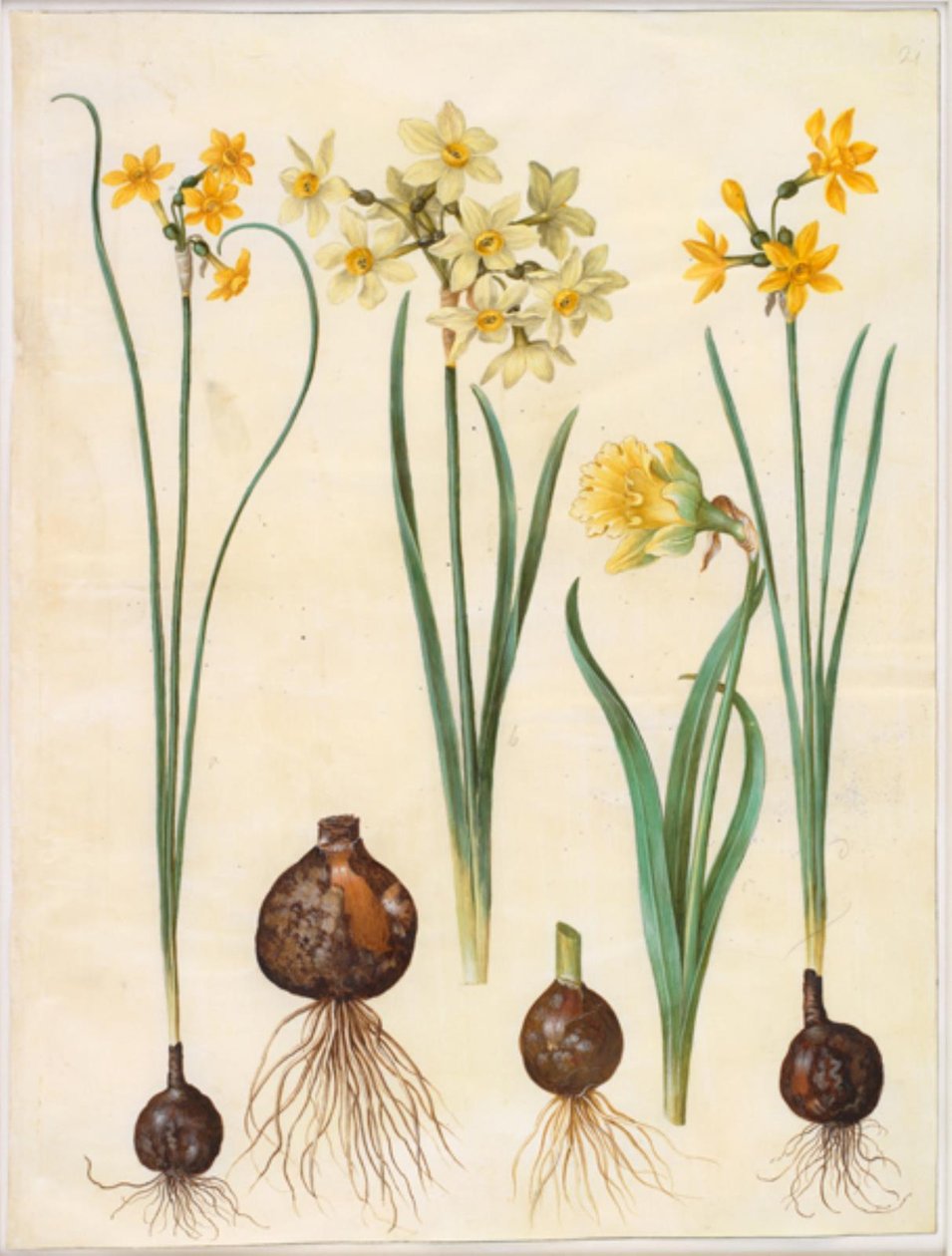 Narciso jonquilla (rush-narciso); Narcissus tazetta aureus (tazet de ouro); Narciso pseudonarciso bicolor (narciso de duas cores) de Hans Simon Holtzbecker