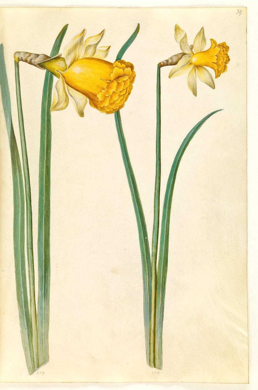 Narciso pseudonarciso (narciso) de Hans Simon Holtzbecker