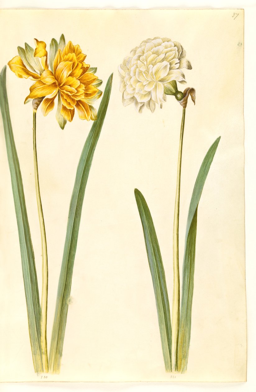 Narciso pseudonarciso (narciso) de Hans Simon Holtzbecker