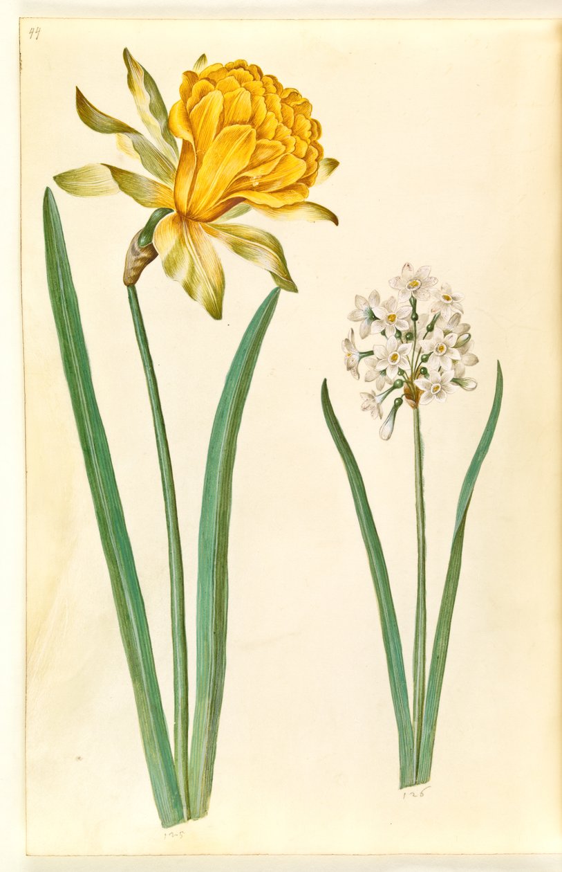 Narciso pseudonarciso (narciso); Narciso tazetta (tazet) de Hans Simon Holtzbecker