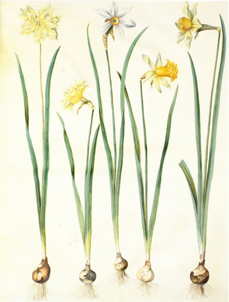 Narcissus pseudonarcissus, Narcissus poeticus, Narcissus × incomparabilis de Hans Simon Holtzbecker