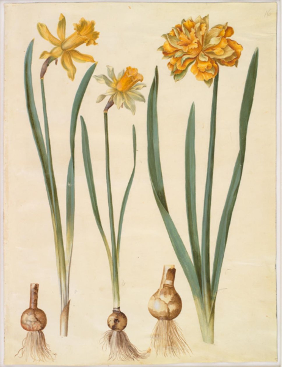 Narciso pseudonarcissus major (grande narciso); Narciso pseudonarcissus bicolor (narciso de duas cores); Narciso pseudonarciso de Hans Simon Holtzbecker