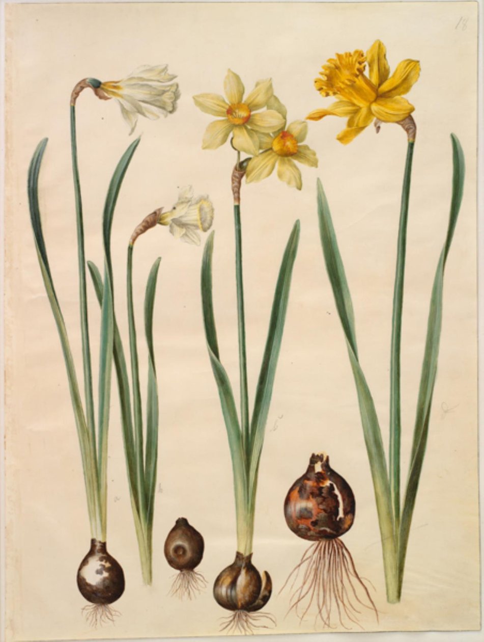 Narciso pseudonarcissus moschatus (musk-narciso); Narciso ×mediluteus (toblomstret narciso); Narciso pseudonarcissus major (stor påskelilje) de Hans Simon Holtzbecker