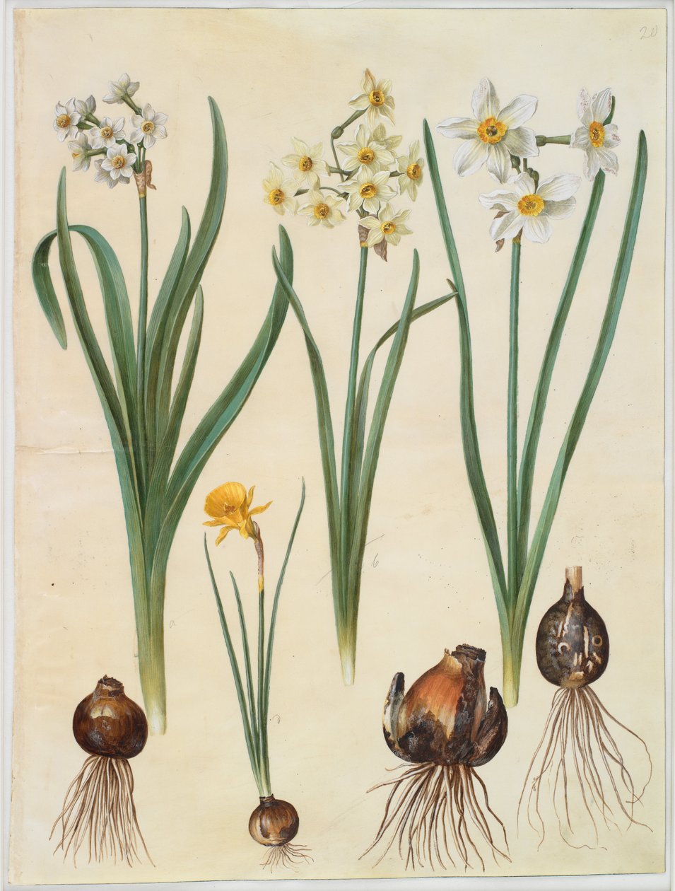 Narcissus tazetta; Narcissus orientalis; Corbularia bulbocodium de Hans Simon Holtzbecker