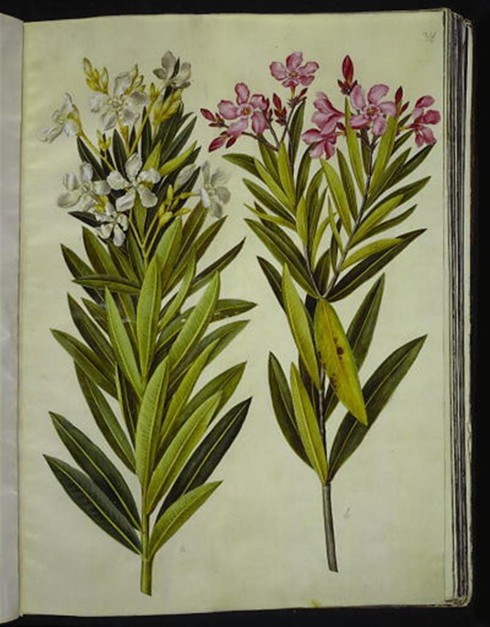 Nerium oleander (nerie) de Hans Simon Holtzbecker