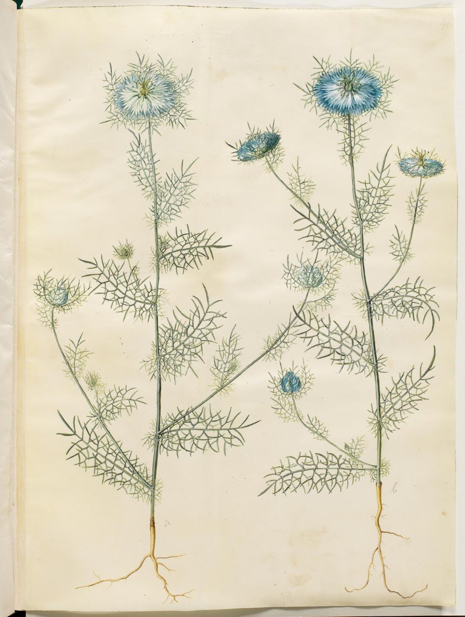 Nigella damascena (virgem no verde) de Hans Simon Holtzbecker