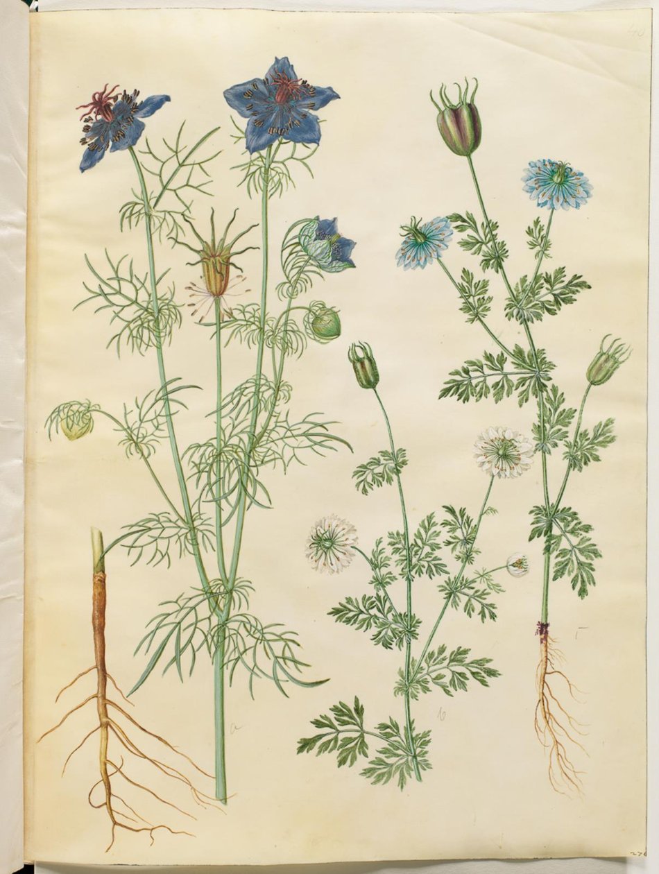 Nigella hispanica (diabo no mato); Nigella sativa (cominho preto) de Hans Simon Holtzbecker