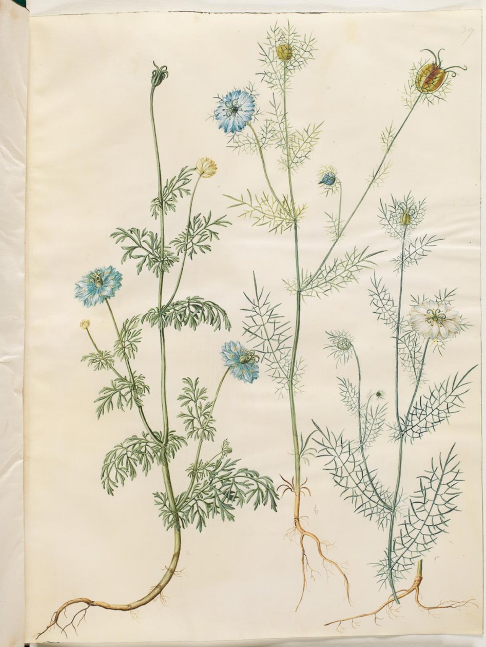 Nigella sativa (cominho preto); Nigella damascena (virgem no verde) de Hans Simon Holtzbecker