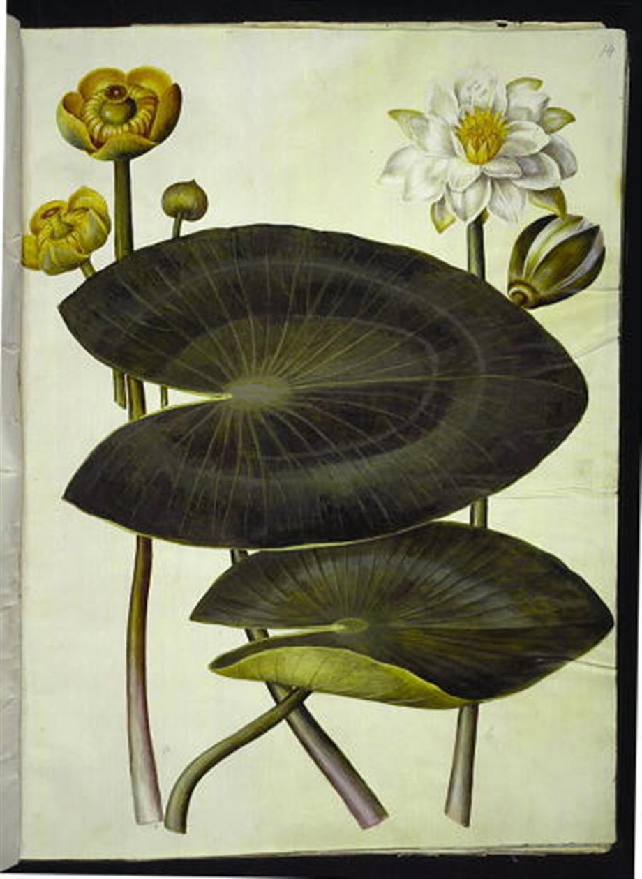 Nuphar lutea (nenúfar amarelo); Nymphaea alba (lírio de água branca) de Hans Simon Holtzbecker