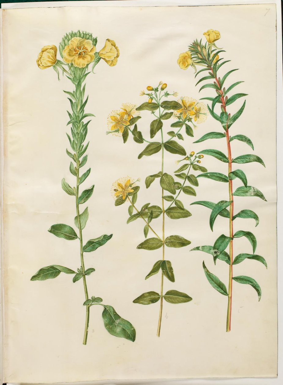 Oenothera biennis (prímula bienal); Hypericum hircinum (erva de São João fedorenta); Oenothera rubricaulis (prímula de frutas vermelhas) de Hans Simon Holtzbecker