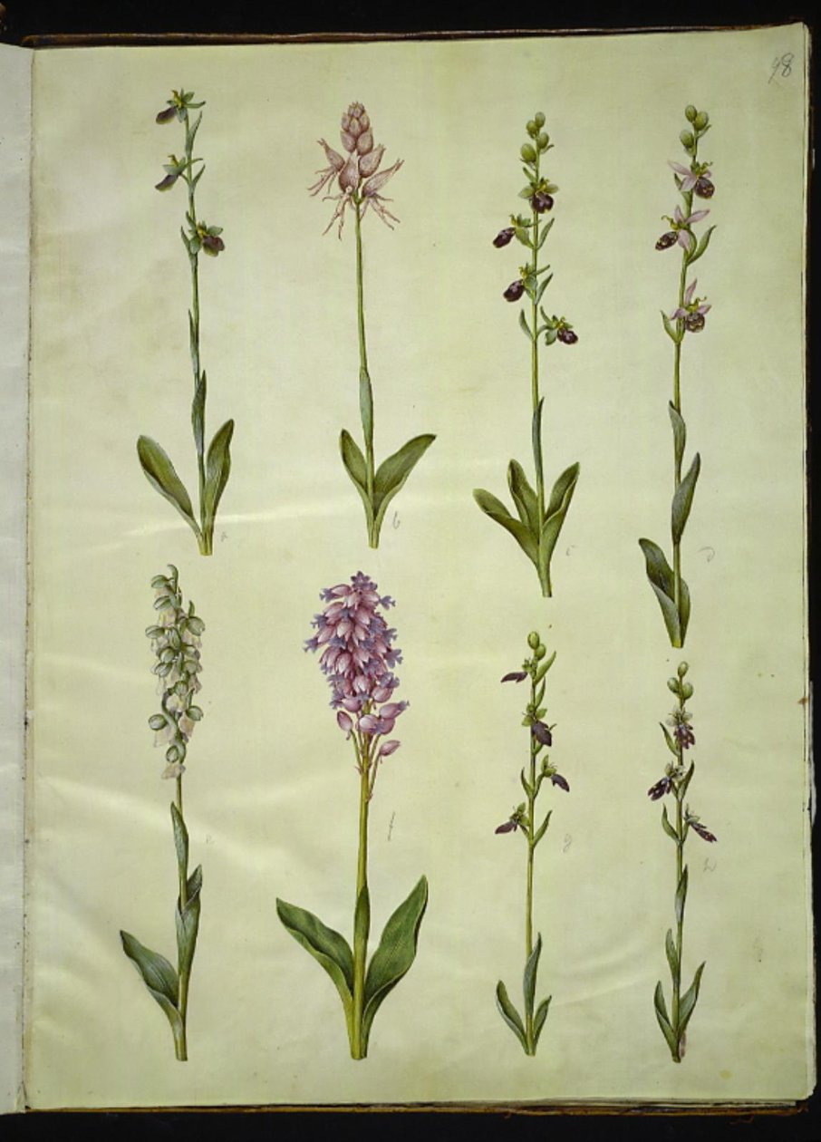 Ophrys apifera ou Ophrys sphegodes (flor da mosca da abelha ou flor da mosca precoce); "Orchis simia" (flor da fantasia); Ophrys apifera (flor da abelha); Orchis (erva cuco); Orchis militaris (Erva Cuco do Cavaleiro); Ophrys insectifera (mosca comum) de Hans Simon Holtzbecker