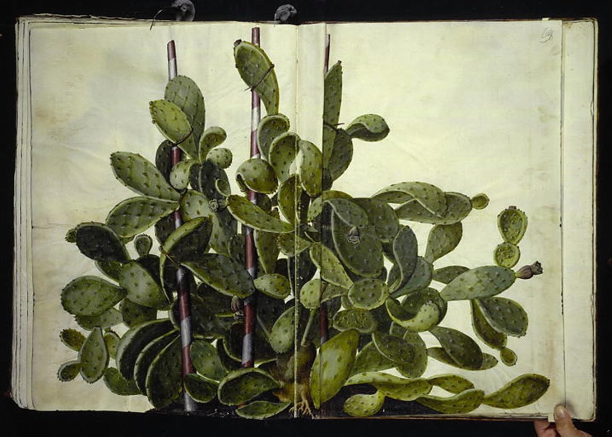 Opuntia ficus-indica, Opuntia humifusa ou Opuntia monacantha (arte af figenkaktus) de Hans Simon Holtzbecker