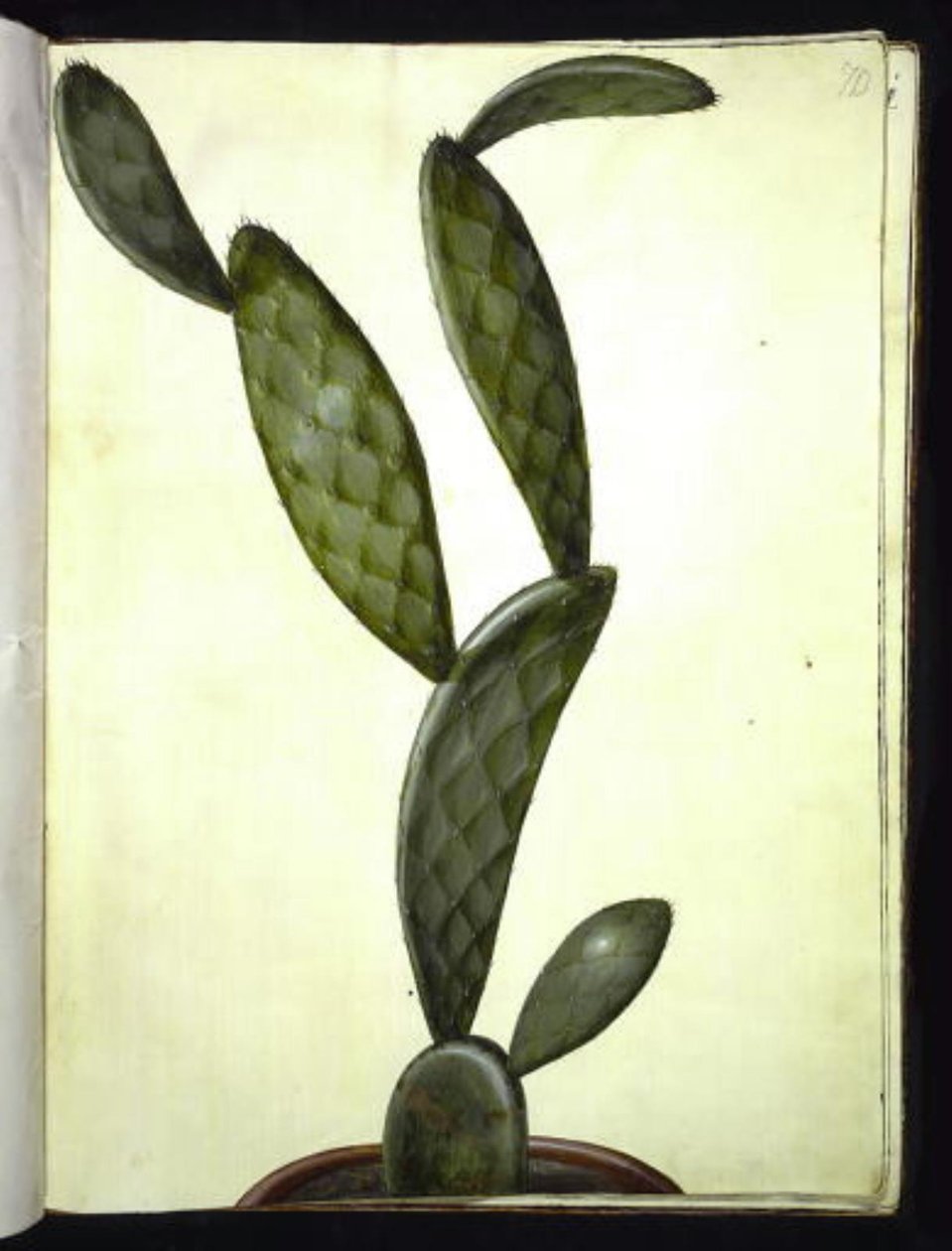Opuntia monacantha de Hans Simon Holtzbecker