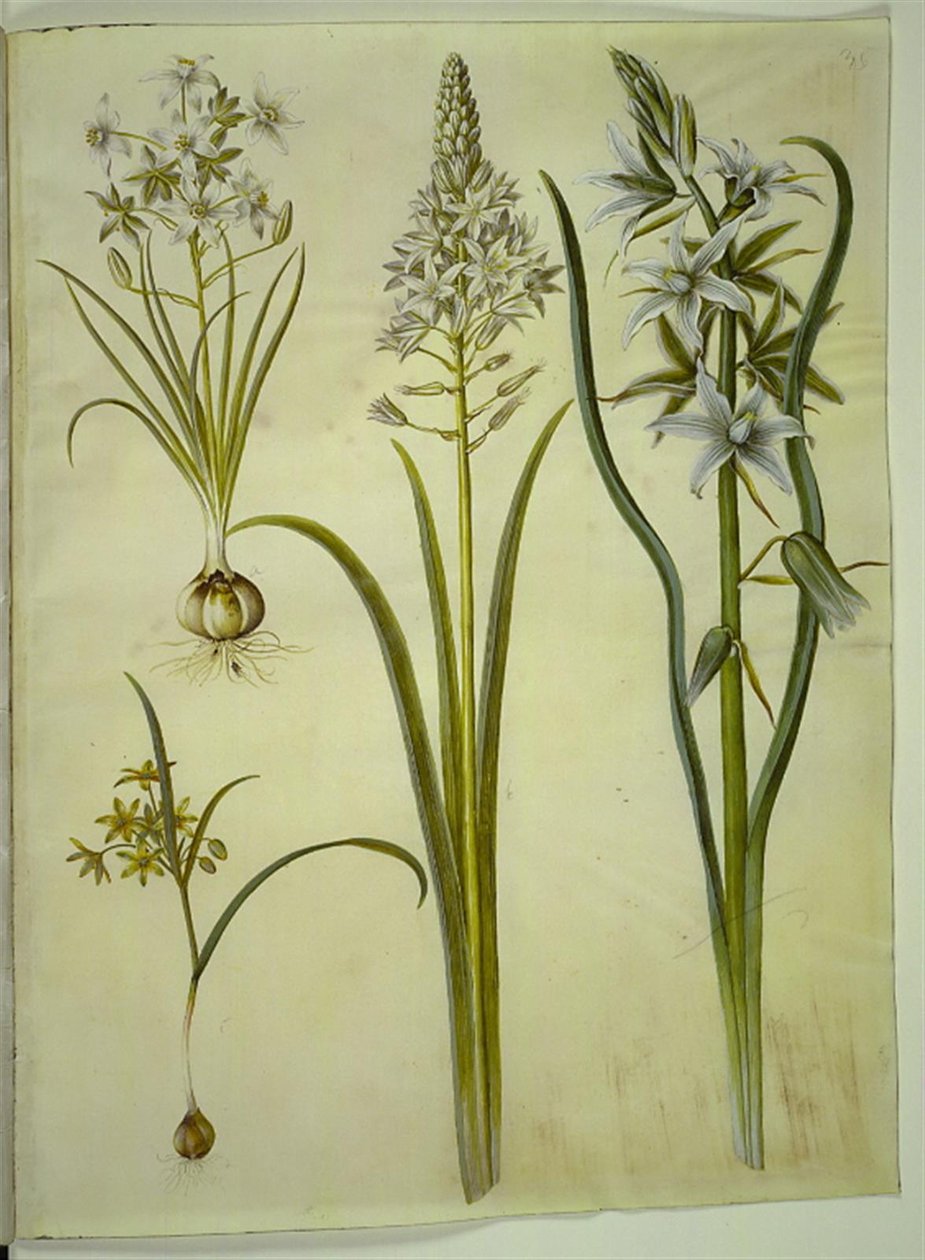 Ornithogalum umbellatum (leite de ave dietética); Ornithogalum piramidale (leite de pássaro Pyramid); Gagea lutea (estrela de ouro comum); Ornithogalum nutans (leite de pássaro balançando a cabeça) de Hans Simon Holtzbecker