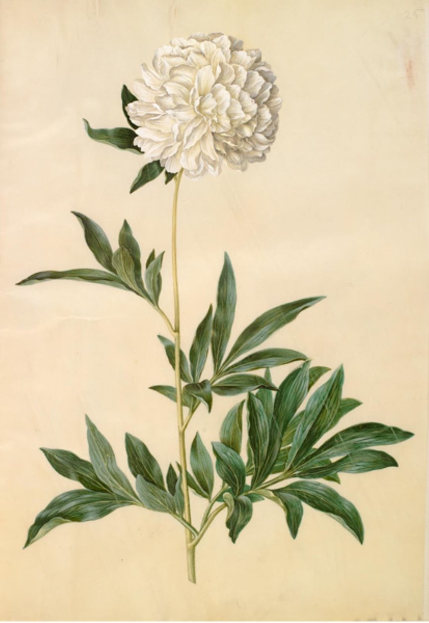 Paeonia lactiflora (peão de seda) de Hans Simon Holtzbecker