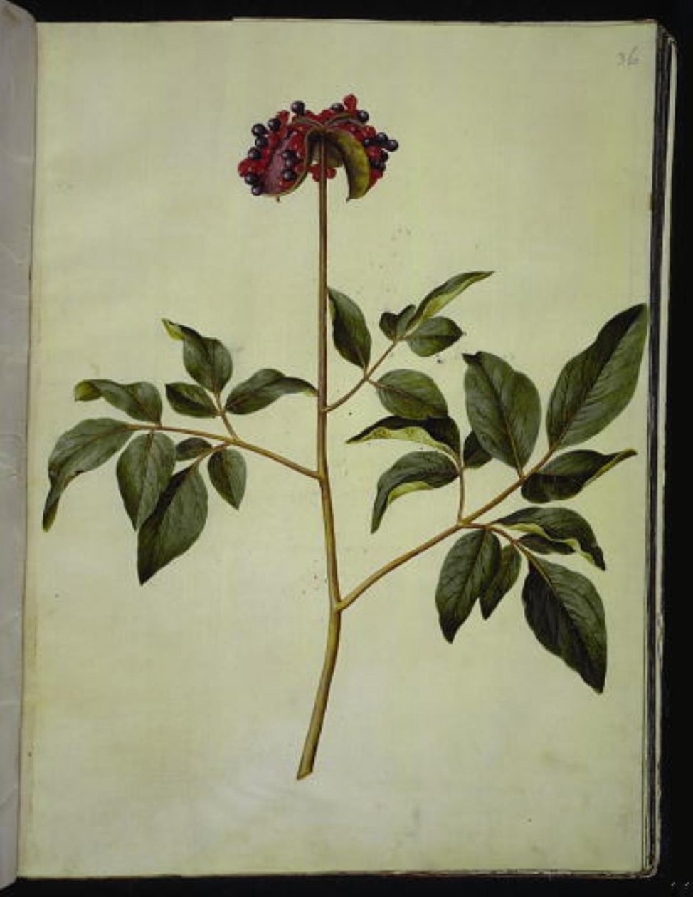 Peônia masculina (rosa-silkeplante) de Hans Simon Holtzbecker