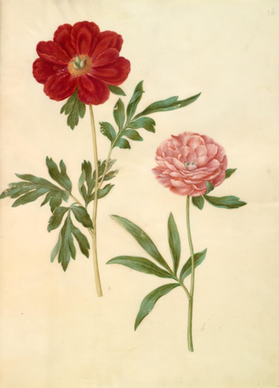 Paeonia officinalis (bonderose) de Hans Simon Holtzbecker