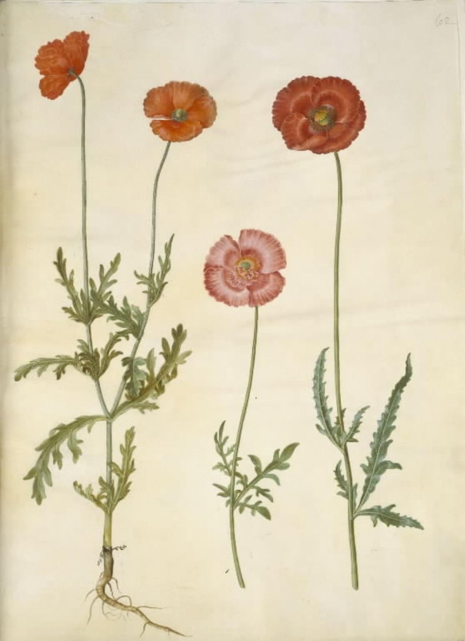 Papaver dubium (papoula); Papaver rhoeas (papoula de grãos) de Hans Simon Holtzbecker